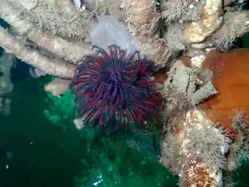 Vancouver Feather Duster Worm
