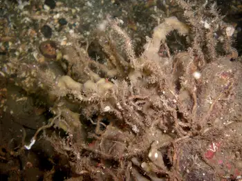 Prolific Three Section Tube Worm