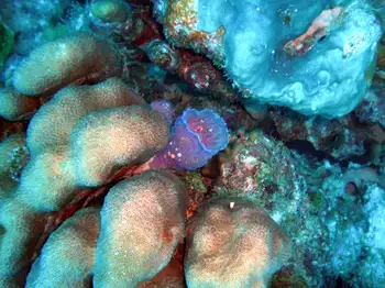 Smooth Star Coral