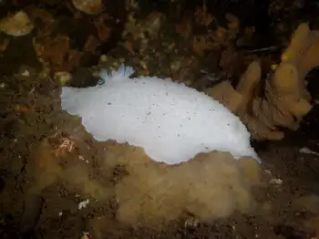 White Nudibranch