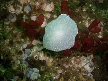 California Berthella