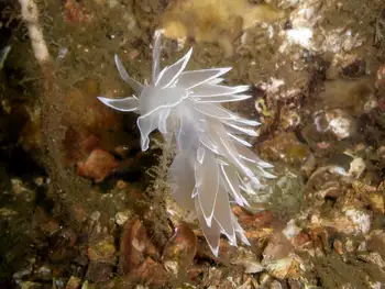 Alabaster Nudibranch