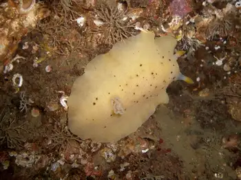 Hydroids
