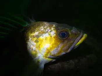 copper rockfish