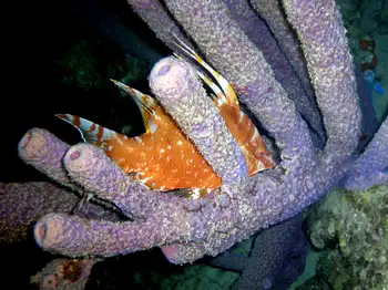 hogfish
