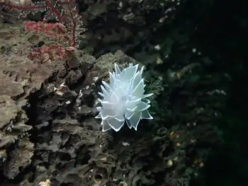 Alabaster Nudibranch