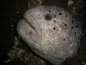 Wolf Eel