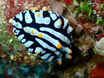 varicose phyllidia nudibranch