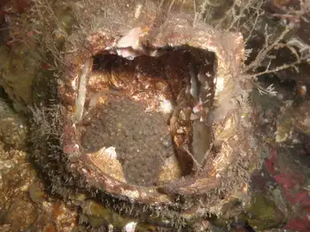 Eggs Fish