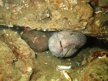Wolf Eels