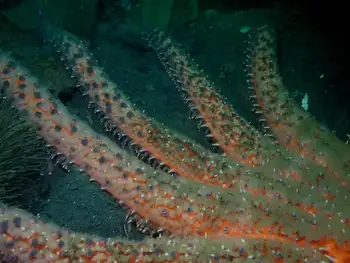 Sunflower Star