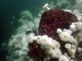 Metridium Anemones