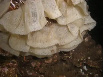 Eggs Nudibranch