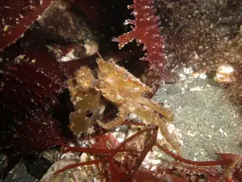 Helmet Crab