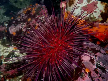 Red Sea Urchin