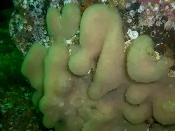 Lobed Compound Tunicate