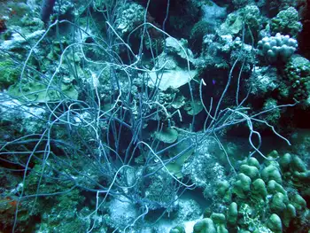 thin rope sponge