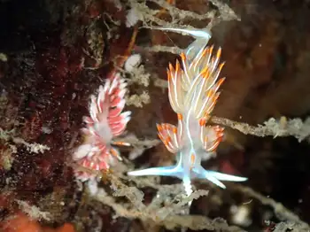 three lined nudibranch