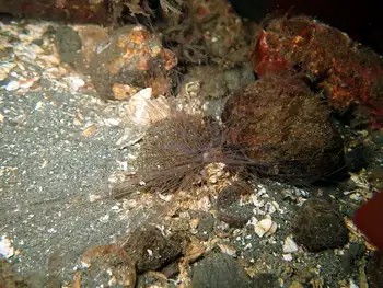 Curlyhead Spaghetti Worm