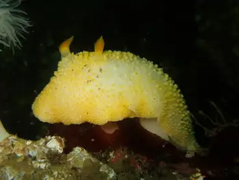 Noble Sea Lemon