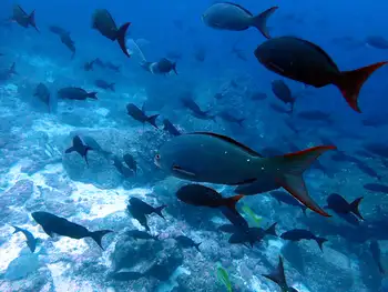 Fish