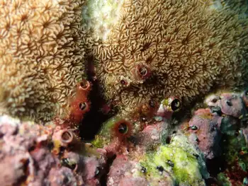pavona gigantea coral