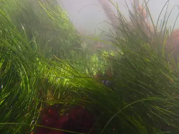 surfgrass