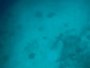 shark