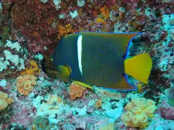 King Angel Fish