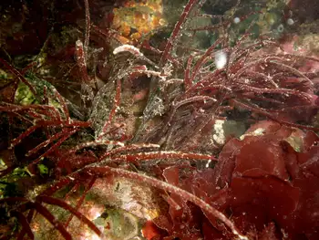 Succulent Seaweed