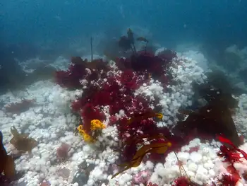 Dive Site