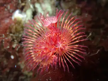 Red Trumpet Calcareous Tube Worm