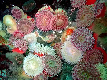 Painted Anemones