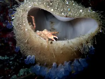 Sharp Lipped Boot Sponge