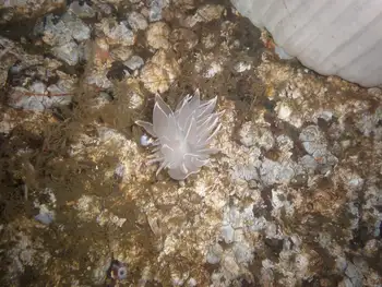 Alabaster Nudibranch