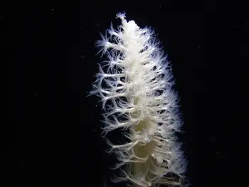 Northwest Sea Whip