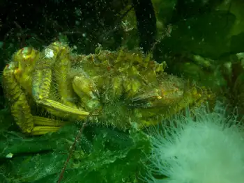 Helmet Crab