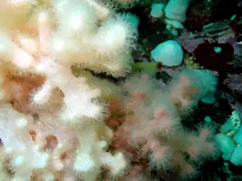 Orange Soft Coral