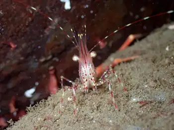 Coonstripe Shrimp