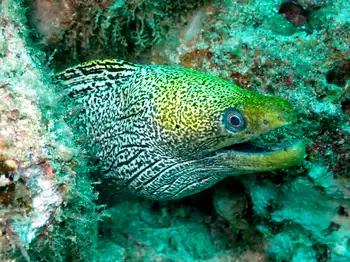 Undulated Moray Eel