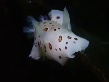 Leopard Nudibranch