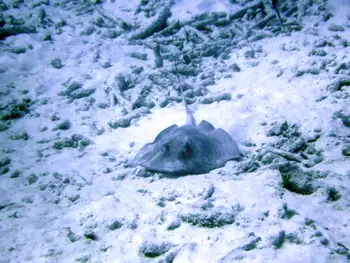 Stingray