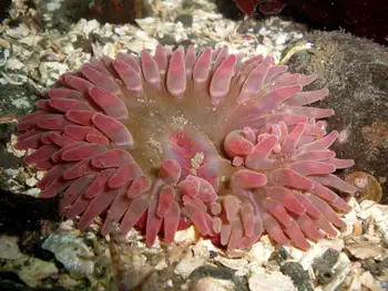 Stubby Rose Anemone