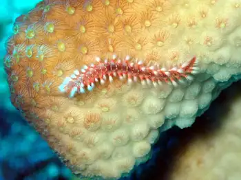 Bearded Fire Worm