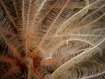 Northwest Feather Stars