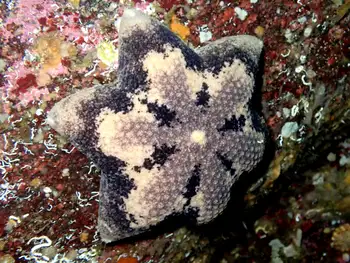 Slime Star