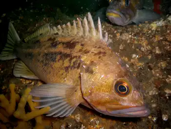 Brown Rockfish