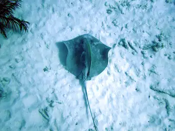 Stingray