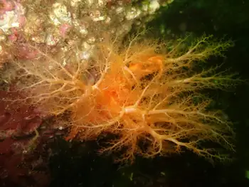 Red Sea Cucumber