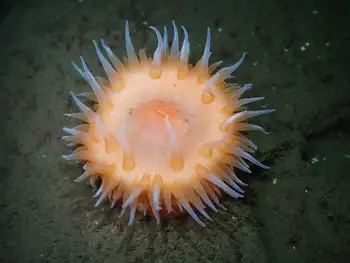Anemone